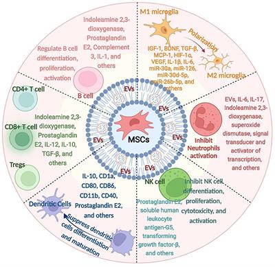 Mesenchymal stem cell therapy for ischemic stroke: Novel insight into the crosstalk with immune cells